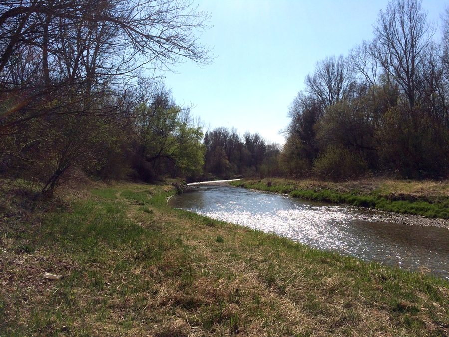The Leitha in a riparian forest near Katzelsdorf in Lower Austria