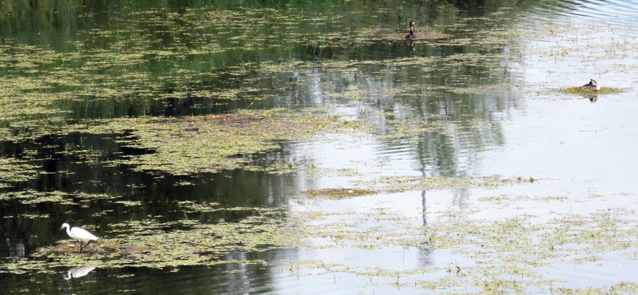 Birds on Lake Kerkini