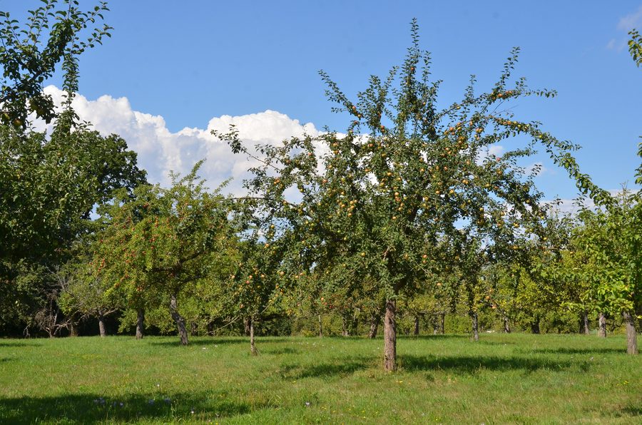 Kirschenfeld landscape protection area near Nehren in the Tübingen district