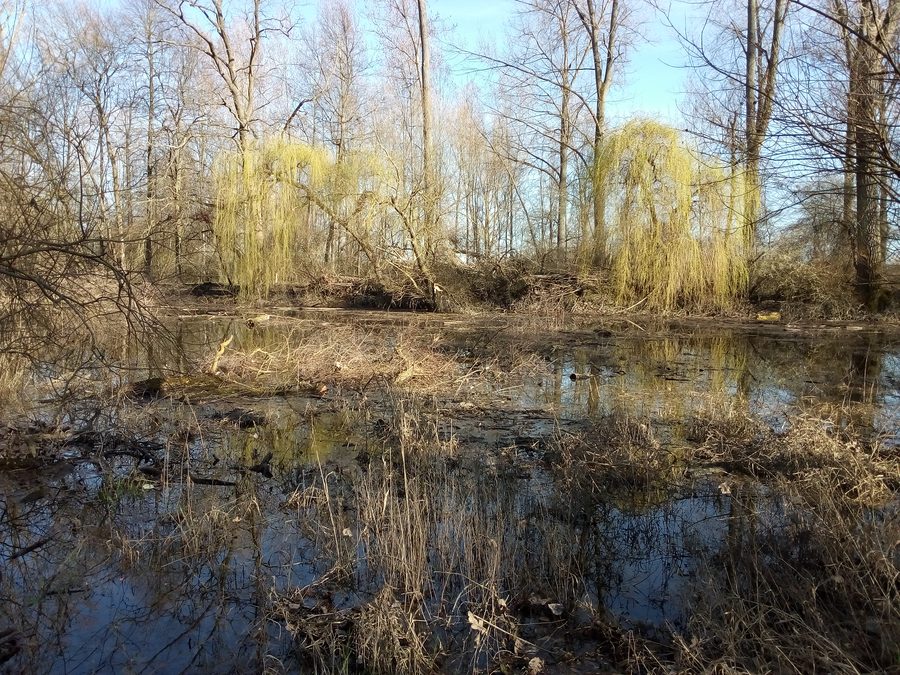 Backwater in the Ochsenlache near Philippsburg-Rheinsheim
