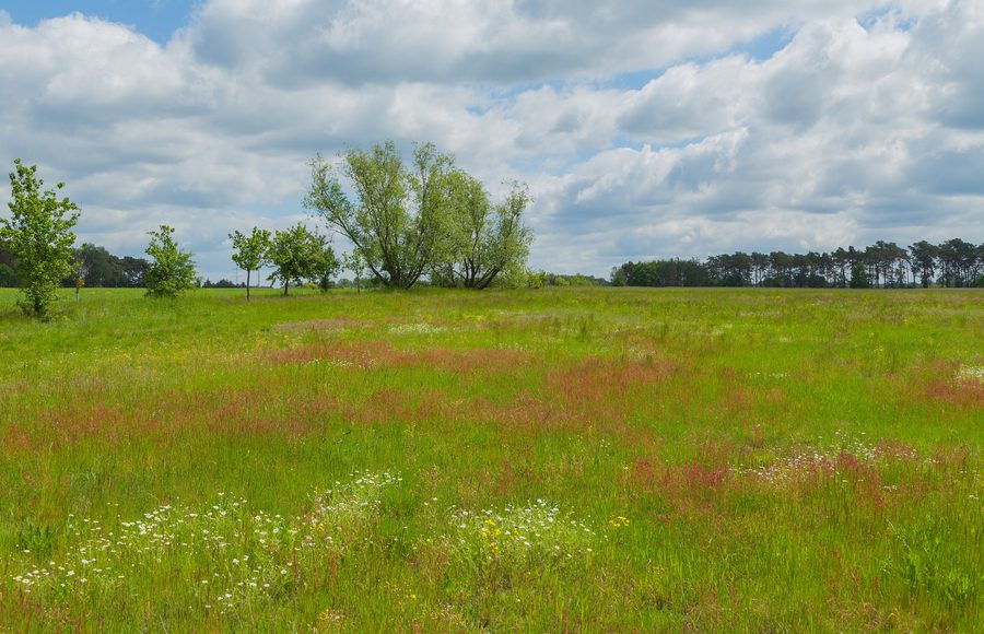 Meadow near Neu Zauche in the Spreewald Biosphere Reserve