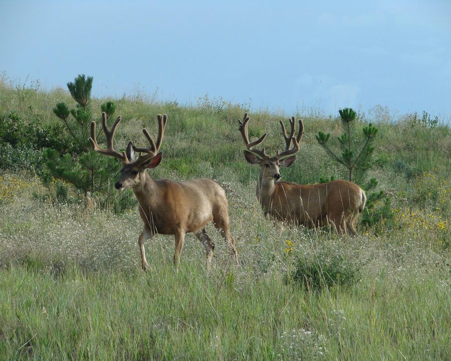 Two mule deer grazing in Ridgeline Open Space in Castle Rock, Colorado