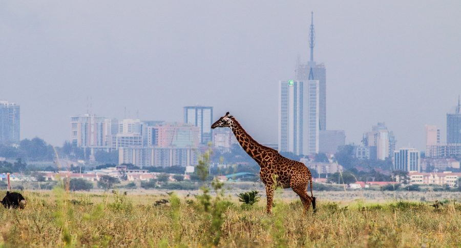 Giraffe in front of the Nairobi skyline in Kenya