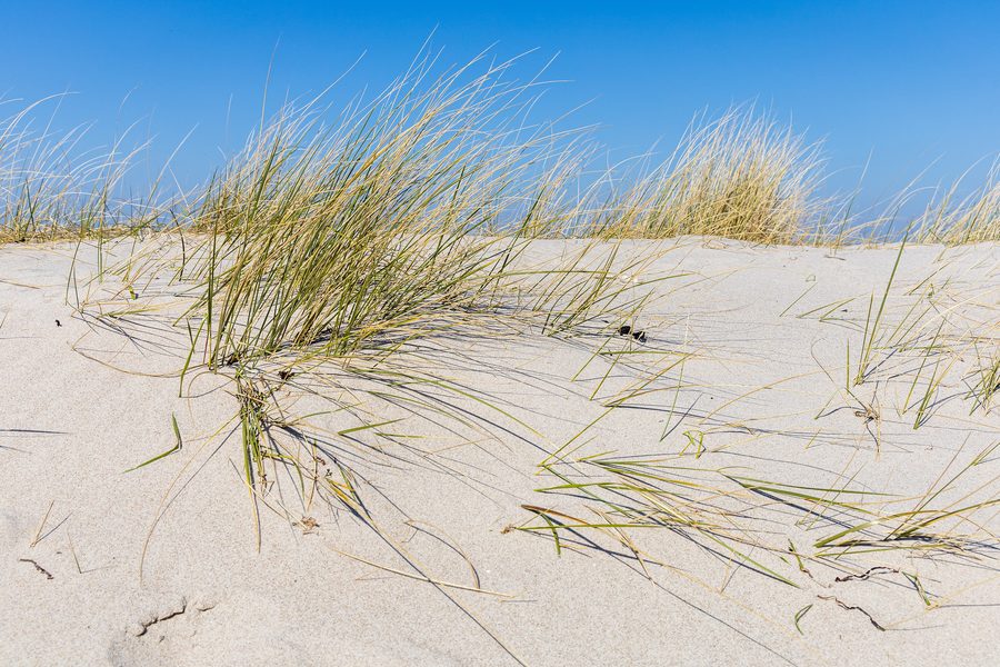 Wooded dune near Noer with coastal forest