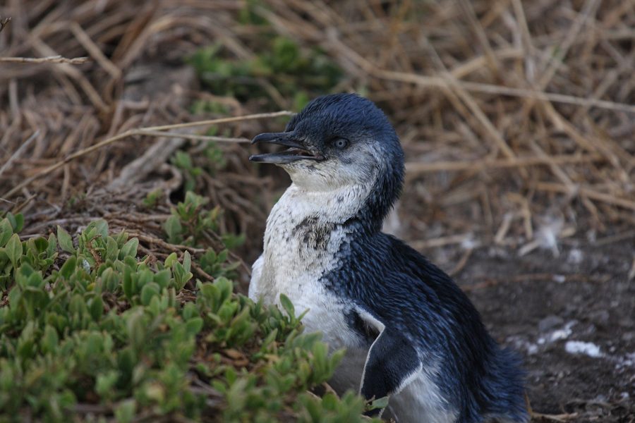 A little penguin standing on Phillip Island, Victoria.