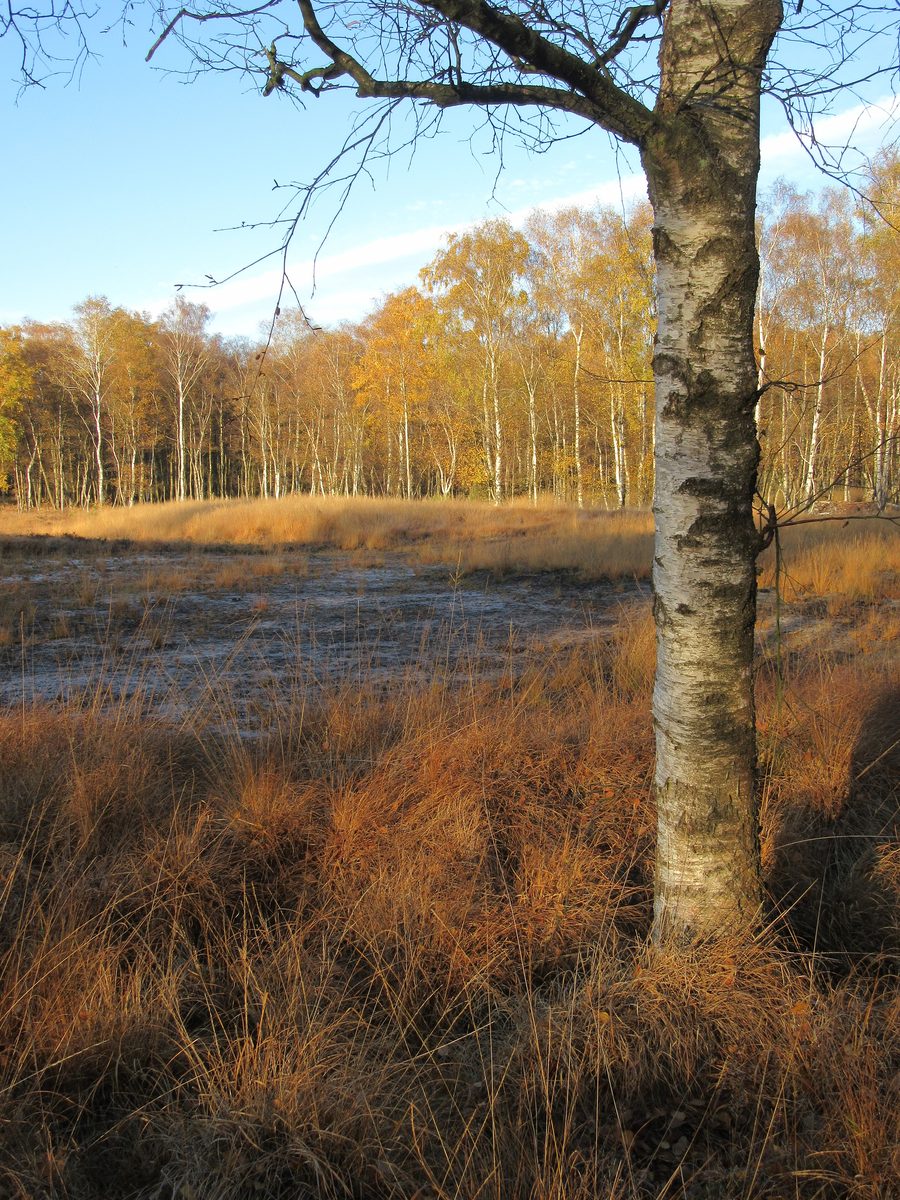 Moor and birch swamp forest in the Duvenstedter Brook nature reserve