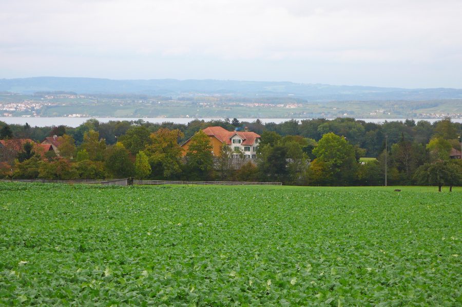 View of Lake Constance above Schönenbaumgarten near Langrickenbach