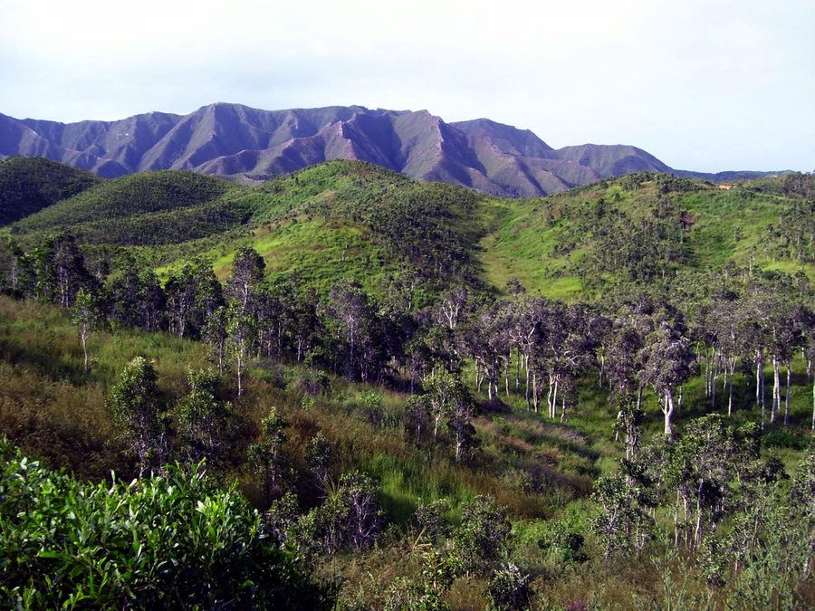 Niaouli savanna in New Caledonia
