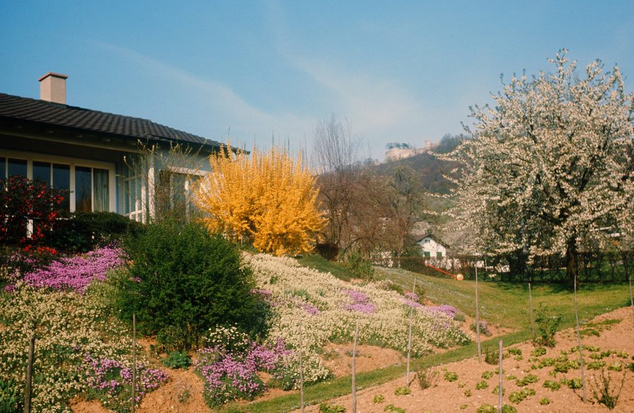 View toward Dorneck Castle Ruins in Dornach over flowering plants