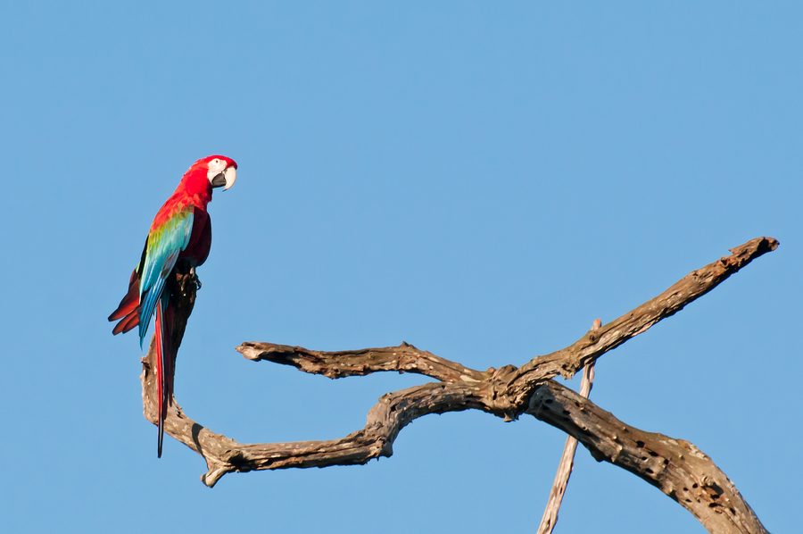 Red-and-green macaw in Bonito, Mato Grosso do Sul.
