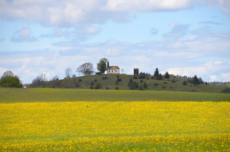 Juniper heath with St. Wolfgang's Chapel on ScheibenbĂĽhl near Obernheim
