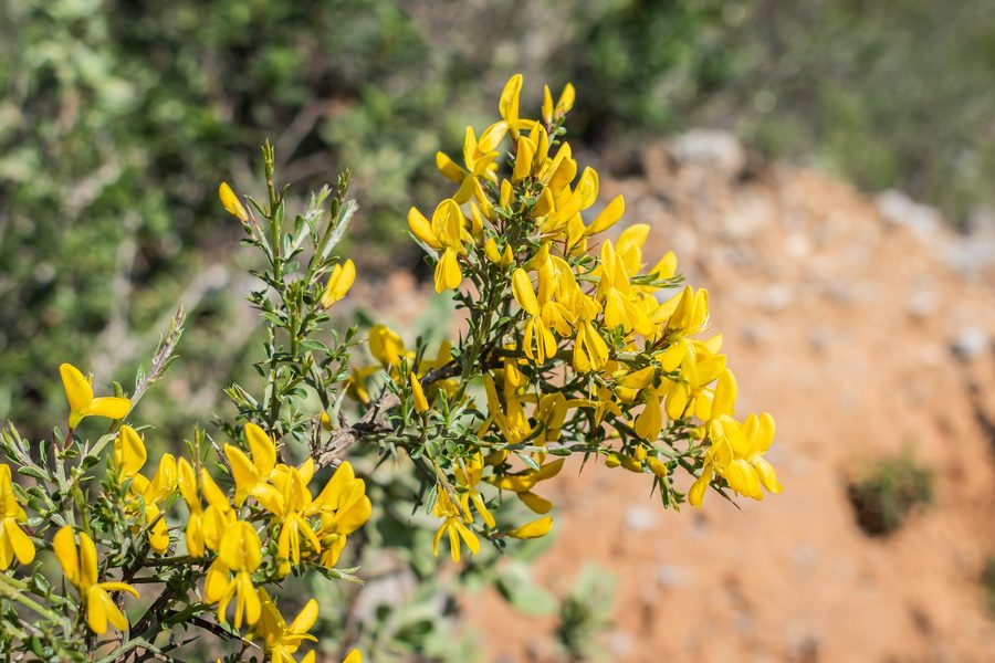 Genista scorpius in the Massif de la Clape in Aude