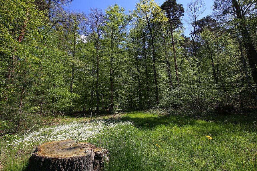 Faulbruch nature reserve near Erzhausen in Hesse