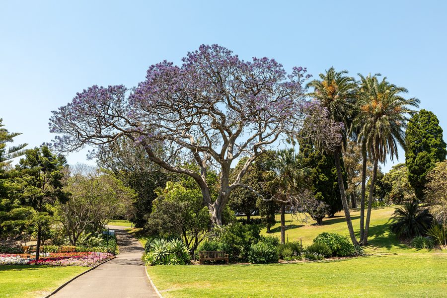 Royal Botanic Gardens in Sydney