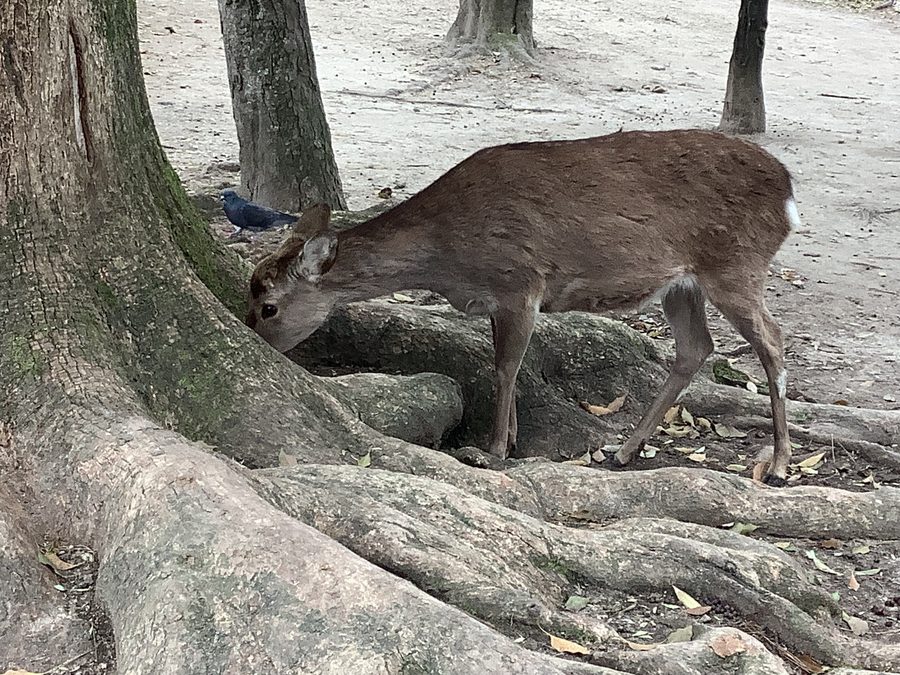 Deer in Nara Park