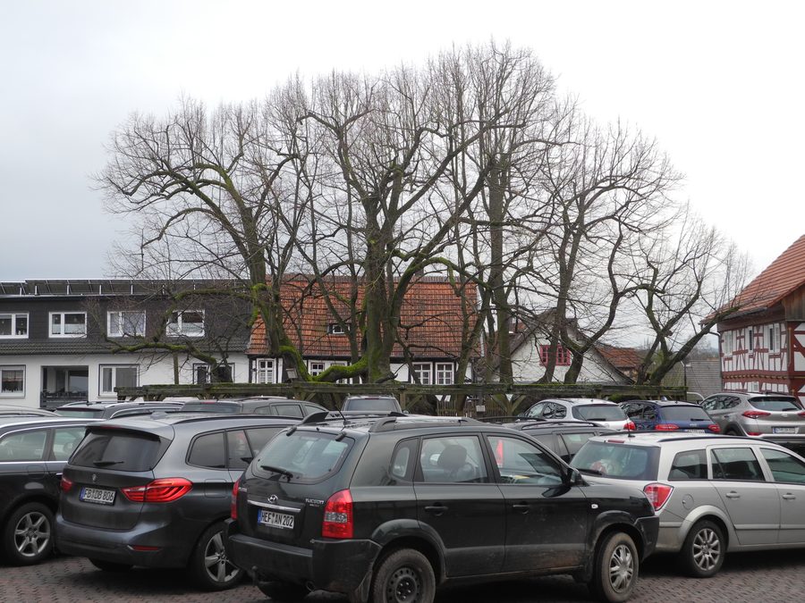 Historic village linden tree in the center of Schenklengsfeld