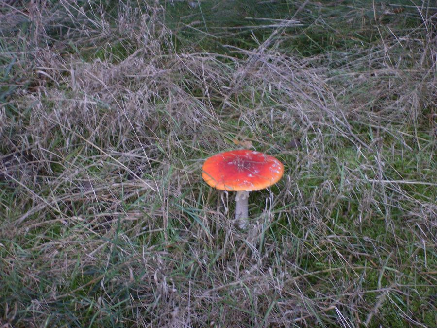 Fly agaric in the forest in Handewitt