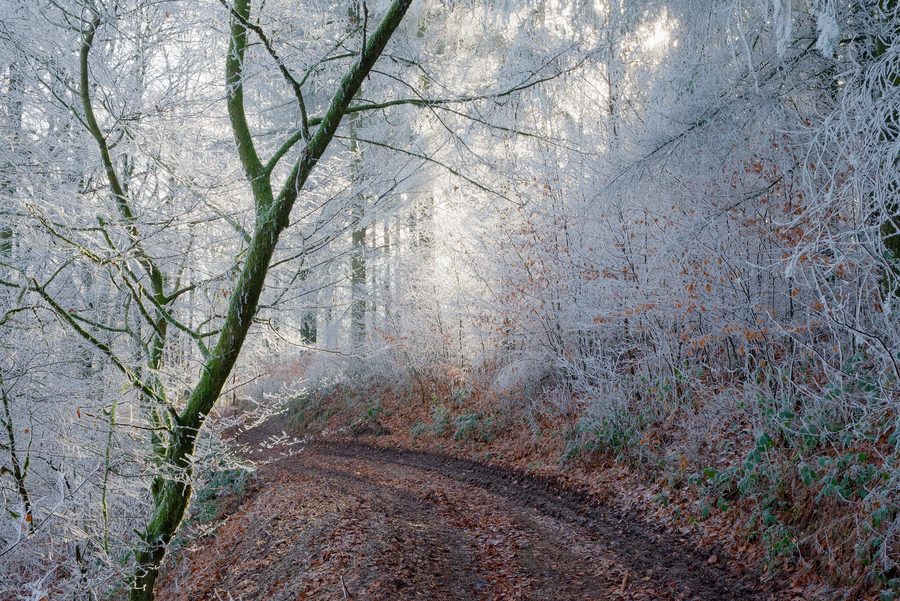 Snow-covered trees on the GR-16 hiking trail between Membre and Vresse-sur-Semois