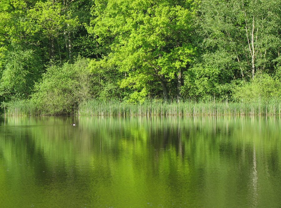 Lake with reflection of trees in the Aukrug Nature Park in Schleswig-Holstein
