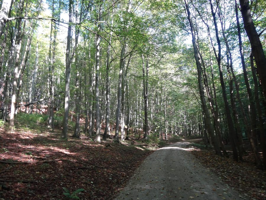 Beech trees in the Hainich National Park in Thuringia