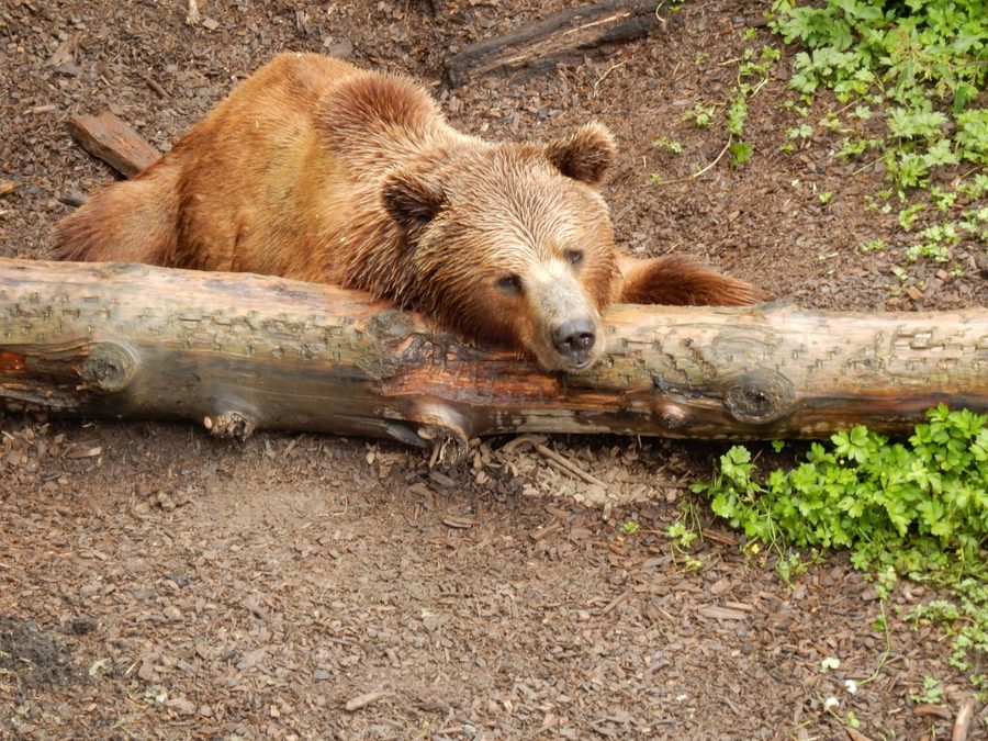 Bear in the Bear Park Bern