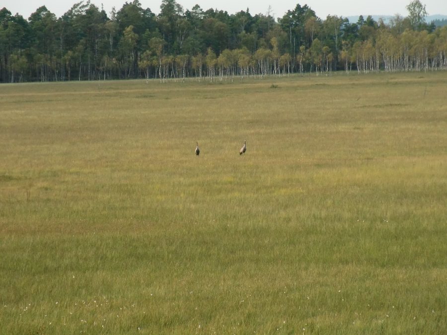 Bog landscape with floating mats and cranes in the Store Mosse nature area