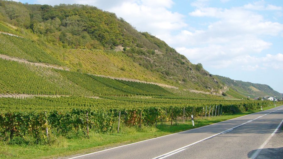 Vineyards near Leutesdorf on the Rhine