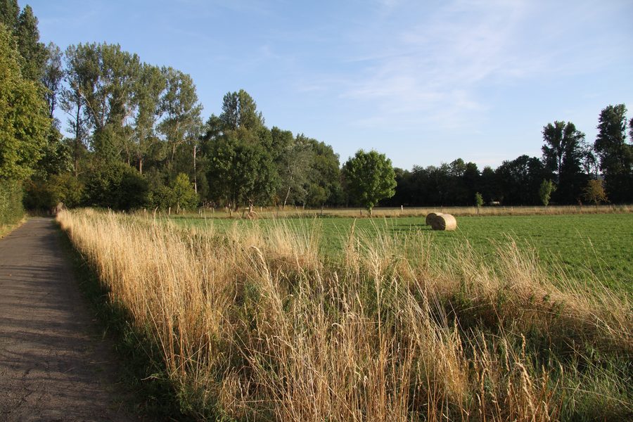Vilgensee nature reserve with trees and bushes between Dettum and Ahlum