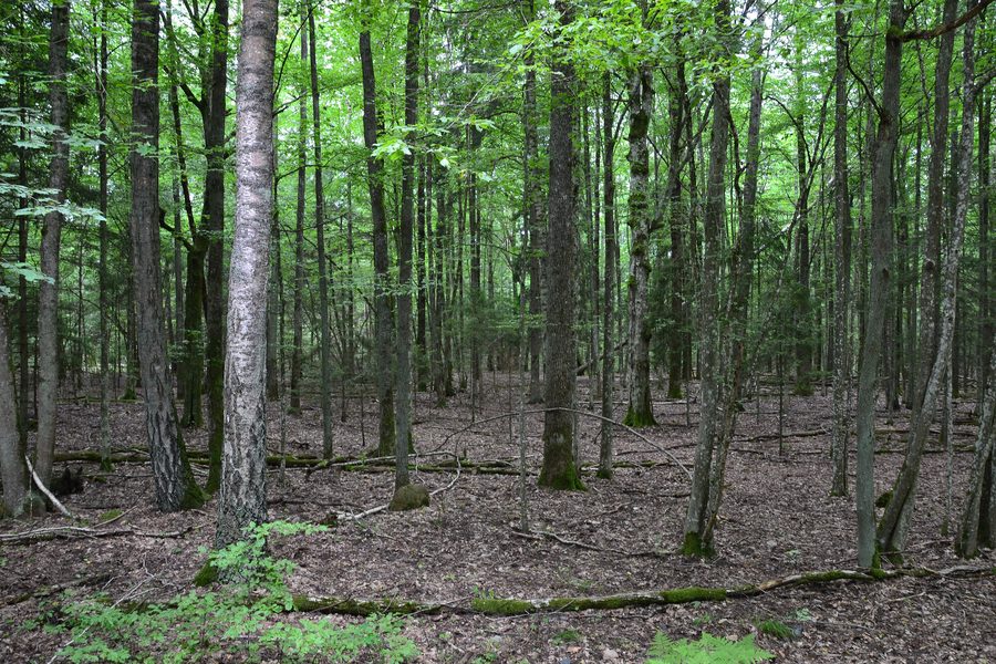 Old mixed deciduous forest in Belovezhskaya Pushcha in Belarus