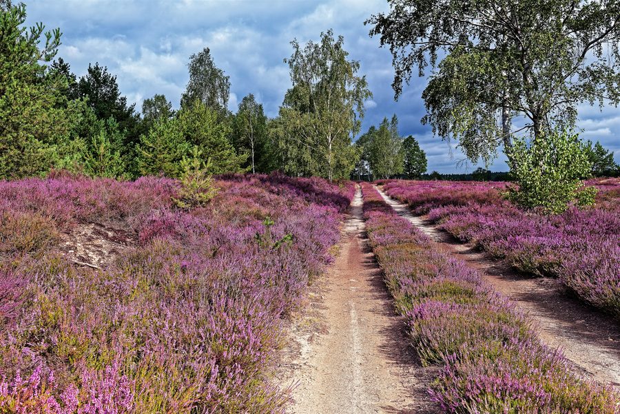 Heath at the Prösa Forestry Office in the Lower Lusatian Heath Landscape Nature Park