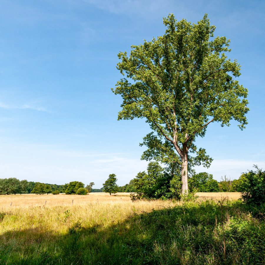 Panorama of the Queich meadows in the natural and cultural landscape area near Lustadt