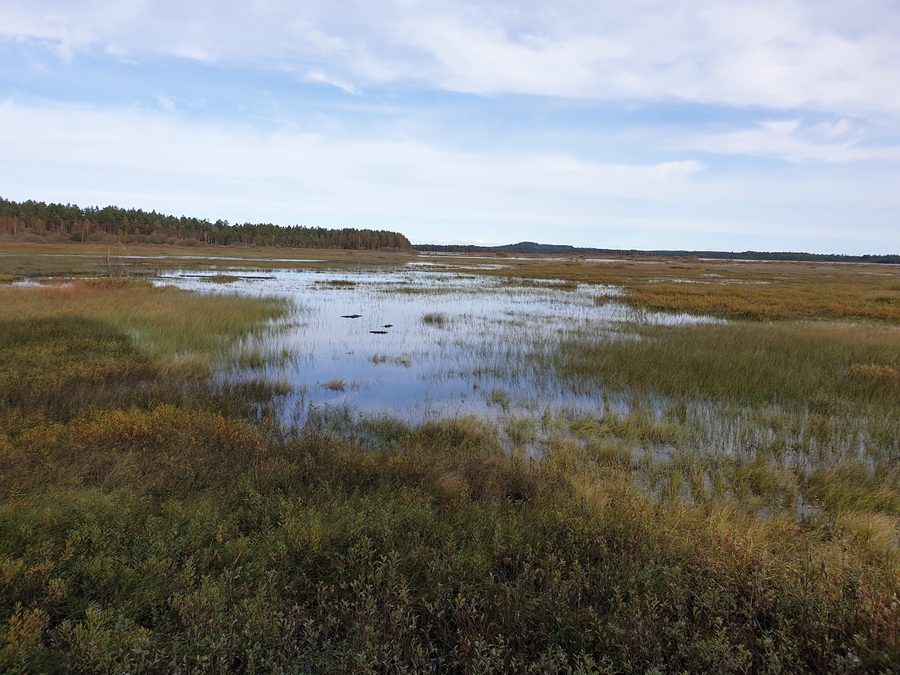 View from the observation tower over Kävsjön in Store Mosse National Park