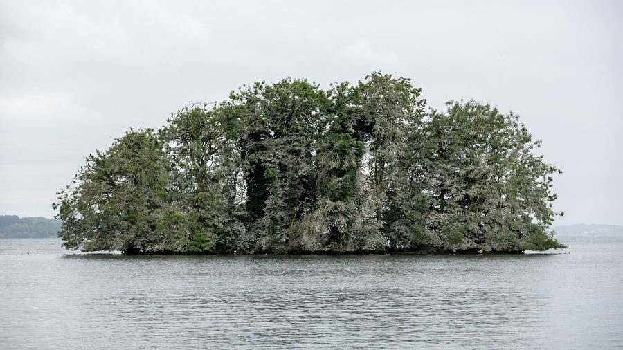 Sterin Island in Great Plön Lake with cormorants.