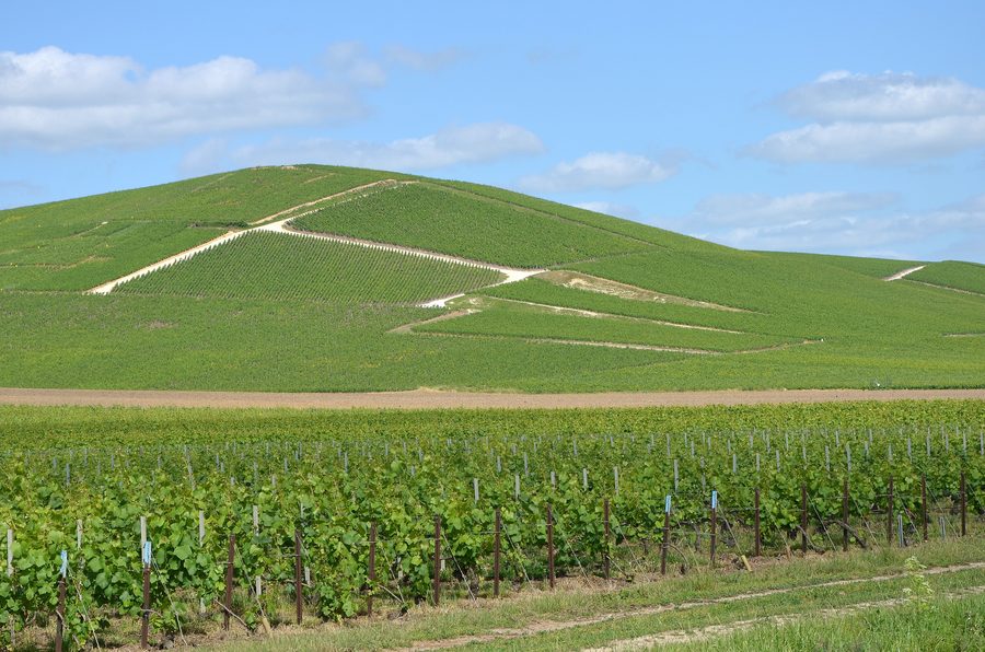 Champagne vineyards near Ay in the department of Marne