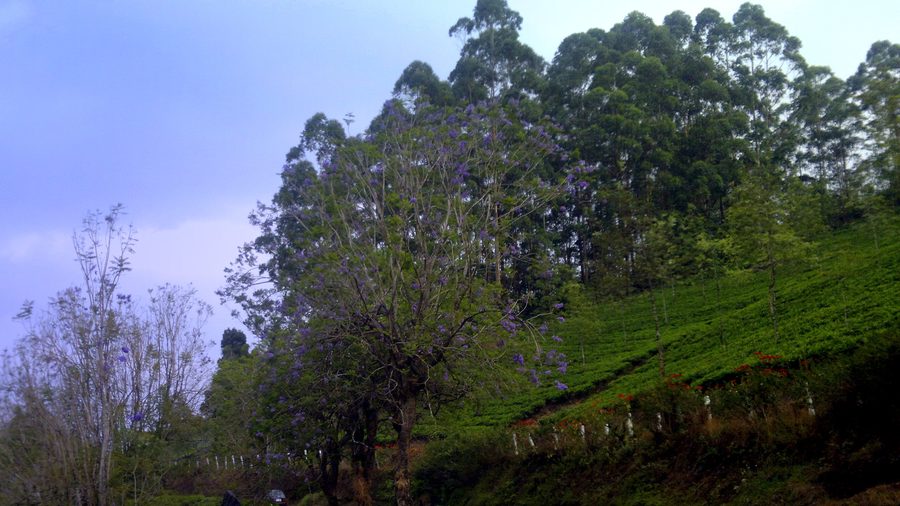Green hills in Kerala