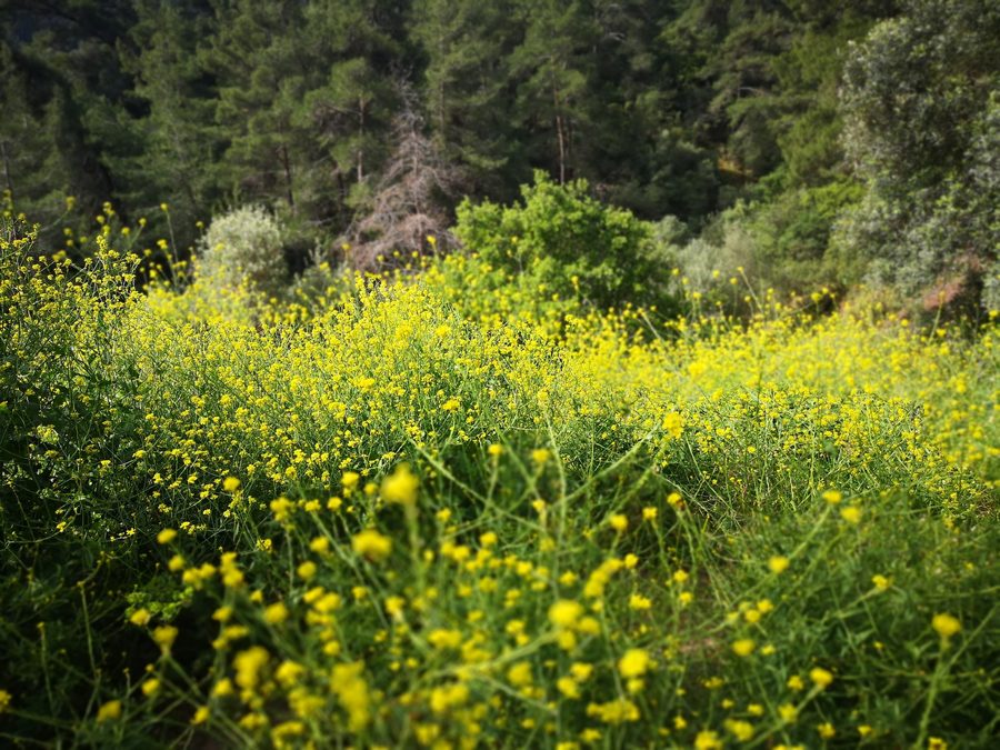 Landscape of Marmaris National Park in Turkey