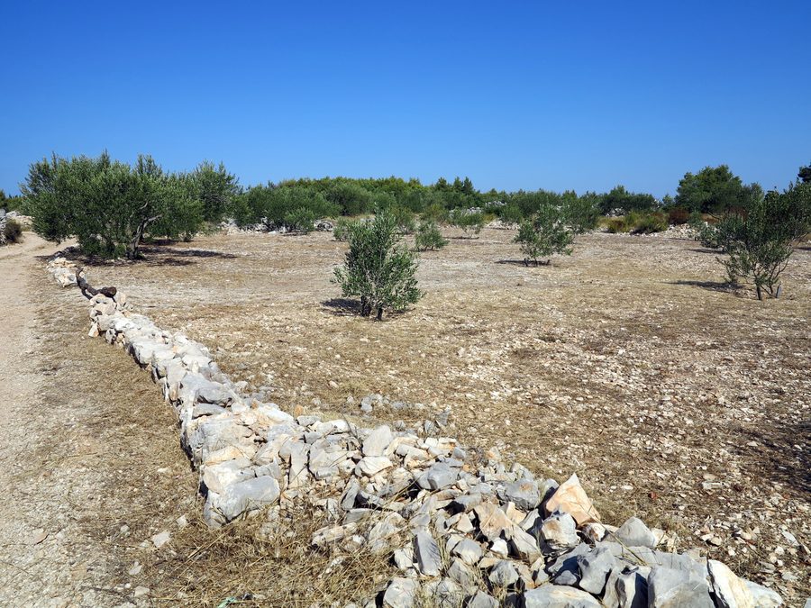 Young olive tree near Grohote on the island of Šolta