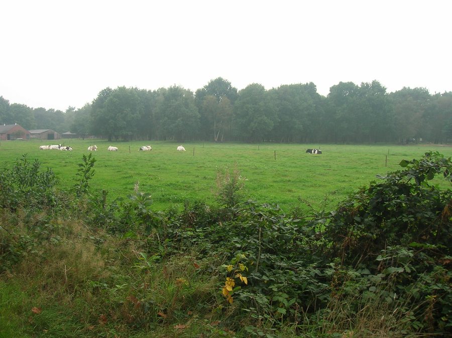 Edge of the Sint Anthonisbos near Sint Anthonis