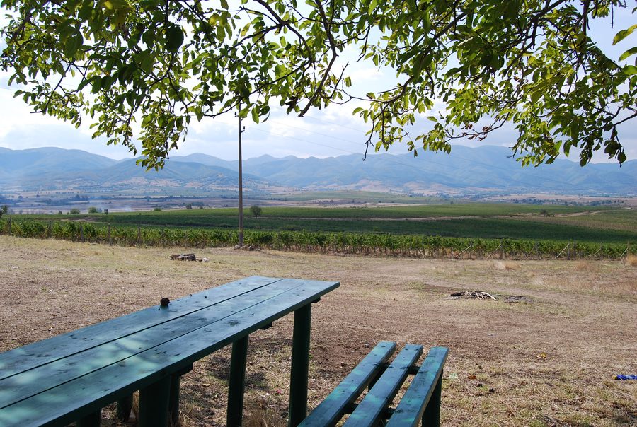 Vineyards near the village of Iskra in the Parvomay area