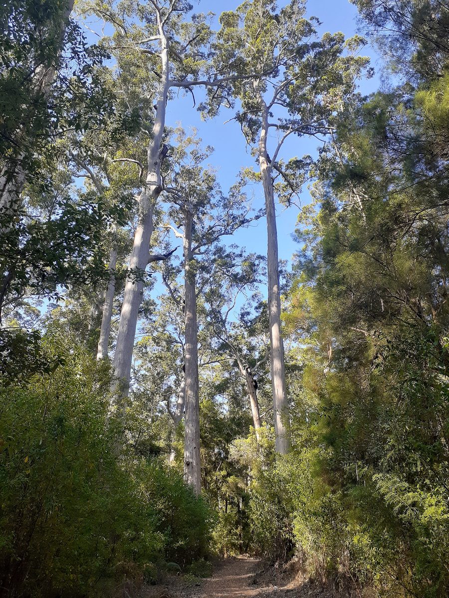 Tall karri trees in a forest in the southwest of Western Australia