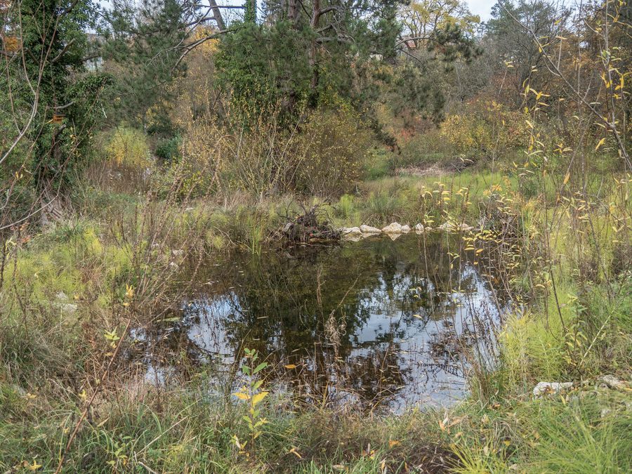 Green Autal amphibian spawning area in Riehen in the canton of Basel-Stadt
