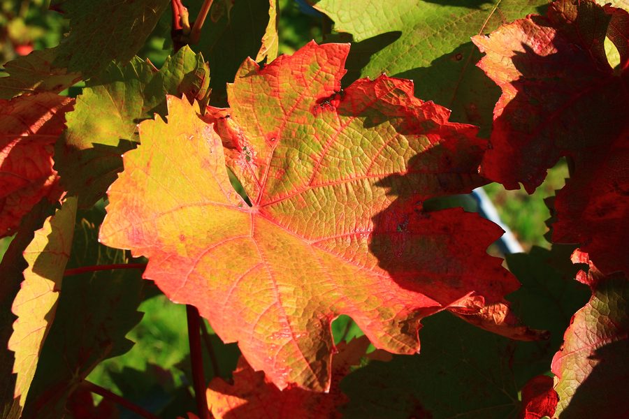 Vineyards in Pfaffstätten in autumn