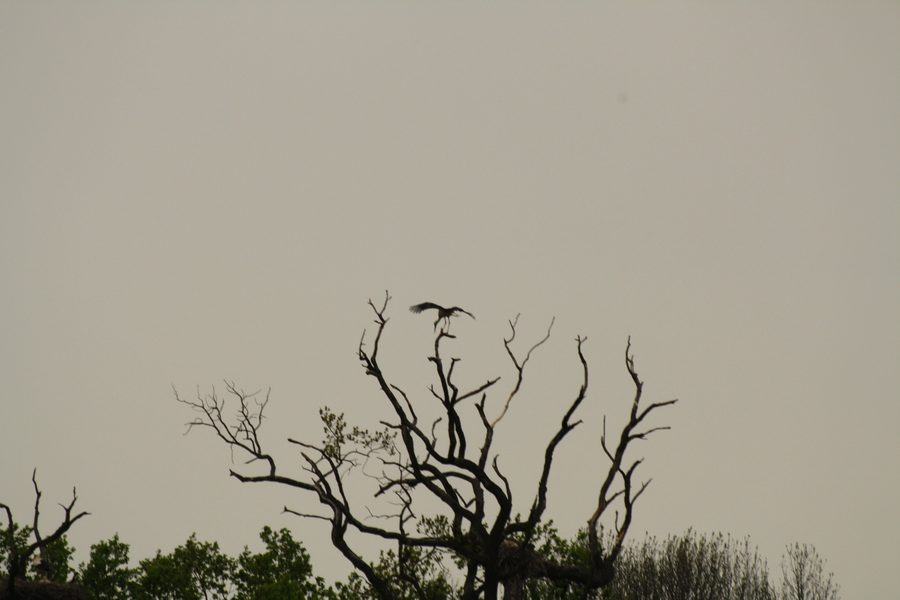 White stork in the March floodplains near Marchegg in Lower Austria