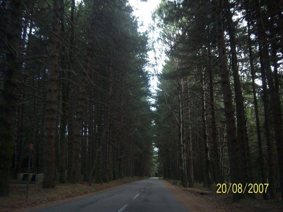 Wooded road in the Calabrian Serre