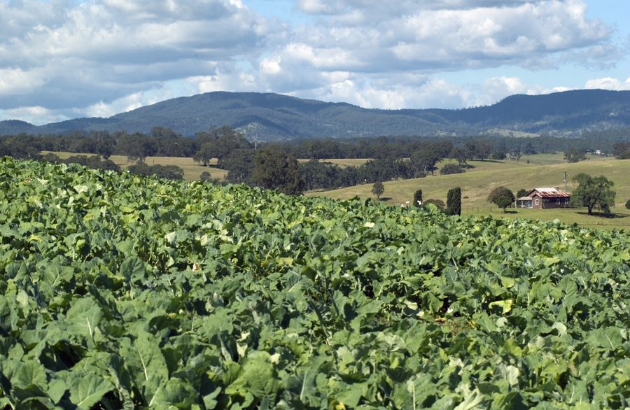 Brassica field in the Bega Valley in New South Wales.