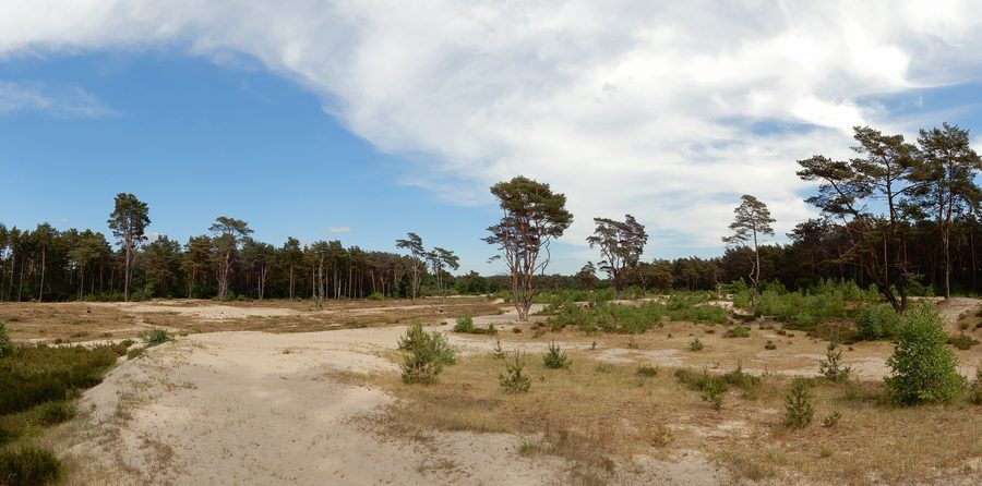 Landscape in the Holmer Sandberge in the Pinneberg district