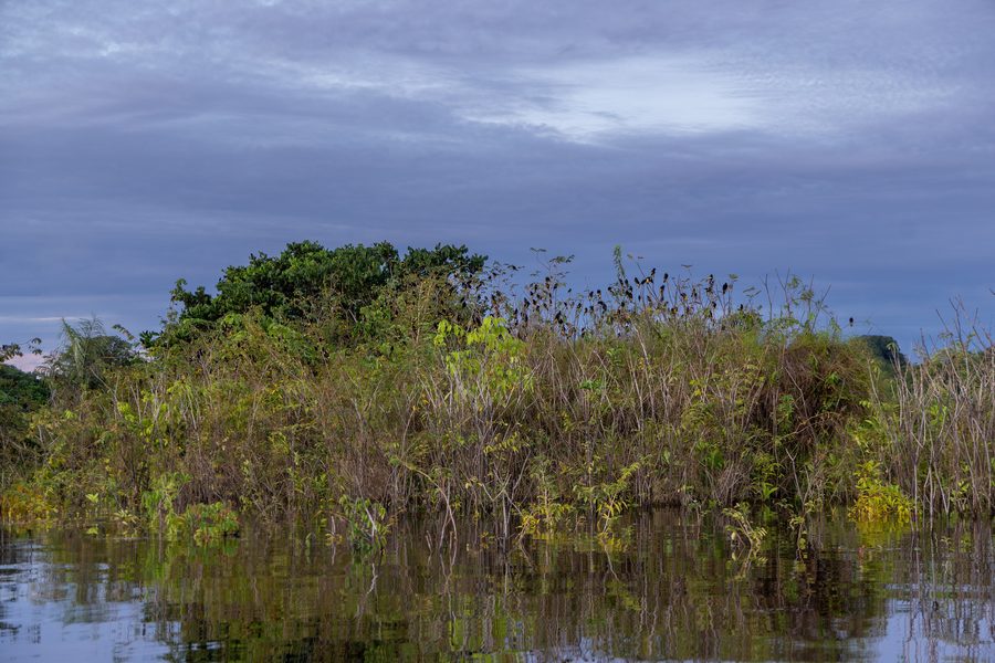 Amazon rainforest in Brazil