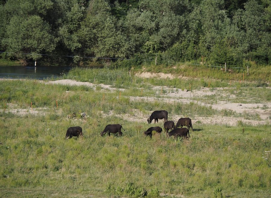 Meadow in the Rüssegg floodplain area near Sins in the canton of Aargau