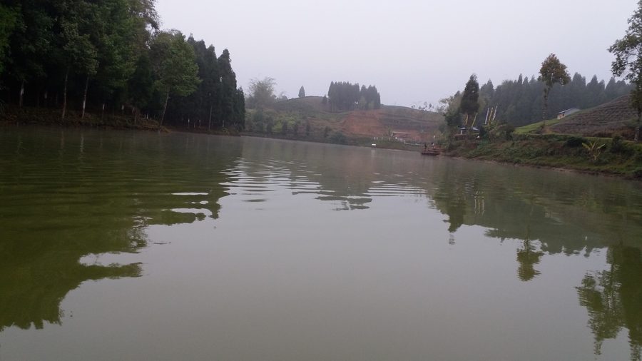 Tea gardens in Eastern Nepal