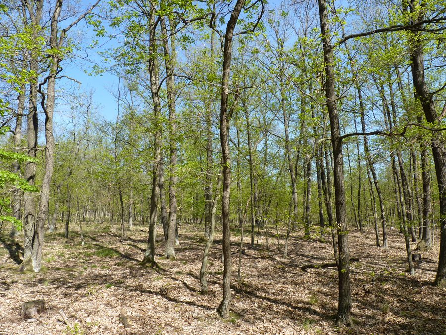 Path in Podyjí National Park in the Znojmo District
